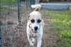 Tootsie the Sweet and Trained  Girl