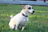 Tootsie the Sweet and Trained  Girl