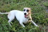 Tootsie the Sweet and Trained  Girl