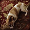 Tootsie the Sweet and Trained  Girl