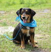 Lula the Sweet Mama