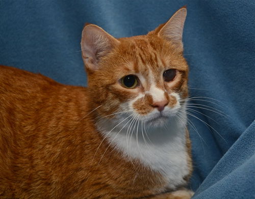 ZZ Harvey The Declawed Cat