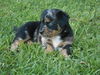 Emmylou