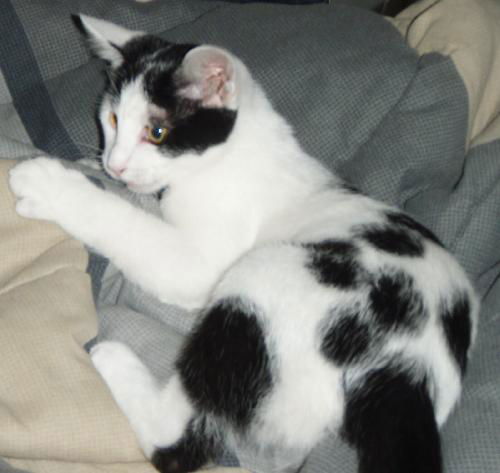 Slick the Spotted Kitten