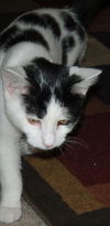 Slick the Spotted Kitten