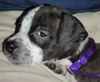 Flirt the Puppy