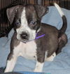 Flirt the Puppy