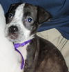 Flirt the Puppy