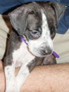 Flirt the Puppy