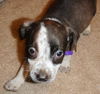 Flirt the Puppy