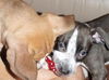 Flirt the Puppy