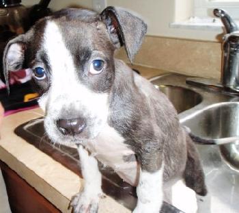 Flirt the Puppy