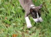 Flirt the Puppy