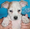 Kruzer the Puppy