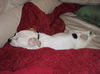 Kruzer the Puppy
