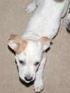 Kruzer the Puppy