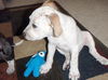 Kruzer the Puppy