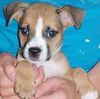 Snickers the Puppy