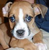 Snickers the Puppy