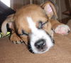 Snickers the Puppy
