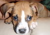 Snickers the Puppy