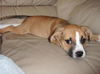 Snickers the Puppy