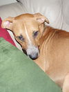 Kiya the Good Listener