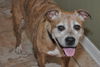 Gracie the Happy and Loving Senior Girl
