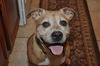 Gracie the Happy and Loving Senior Girl