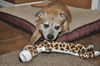 Gracie the Happy and Loving Senior Girl