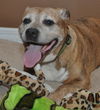 Gracie the Happy and Loving Senior Girl