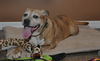 Gracie the Happy and Loving Senior Girl