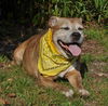 Gracie the Happy and Loving Senior Girl