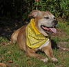 Gracie the Happy and Loving Senior Girl