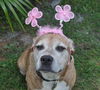 Gracie the Happy and Loving Senior Girl