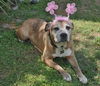 Gracie the Happy and Loving Senior Girl