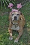 Gracie the Happy and Loving Senior Girl