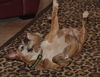 Gracie the Happy and Loving Senior Girl