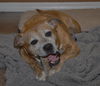 Gracie the Happy and Loving Senior Girl