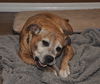 Gracie the Happy and Loving Senior Girl