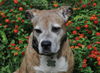 Gracie the Happy and Loving Senior Girl