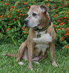 Gracie the Happy and Loving Senior Girl