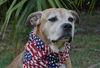 Gracie the Happy and Loving Senior Girl