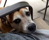 Gracie the Happy and Loving Senior Girl