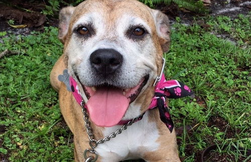 Gracie the Happy and Loving Senior Girl
