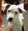 Lilu the Sweet Puppy