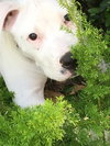 Lilu the Sweet Puppy