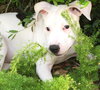 Lilu the Sweet Puppy