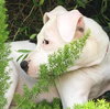 Lilu the Sweet Puppy