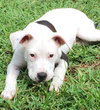 Lilu the Sweet Puppy